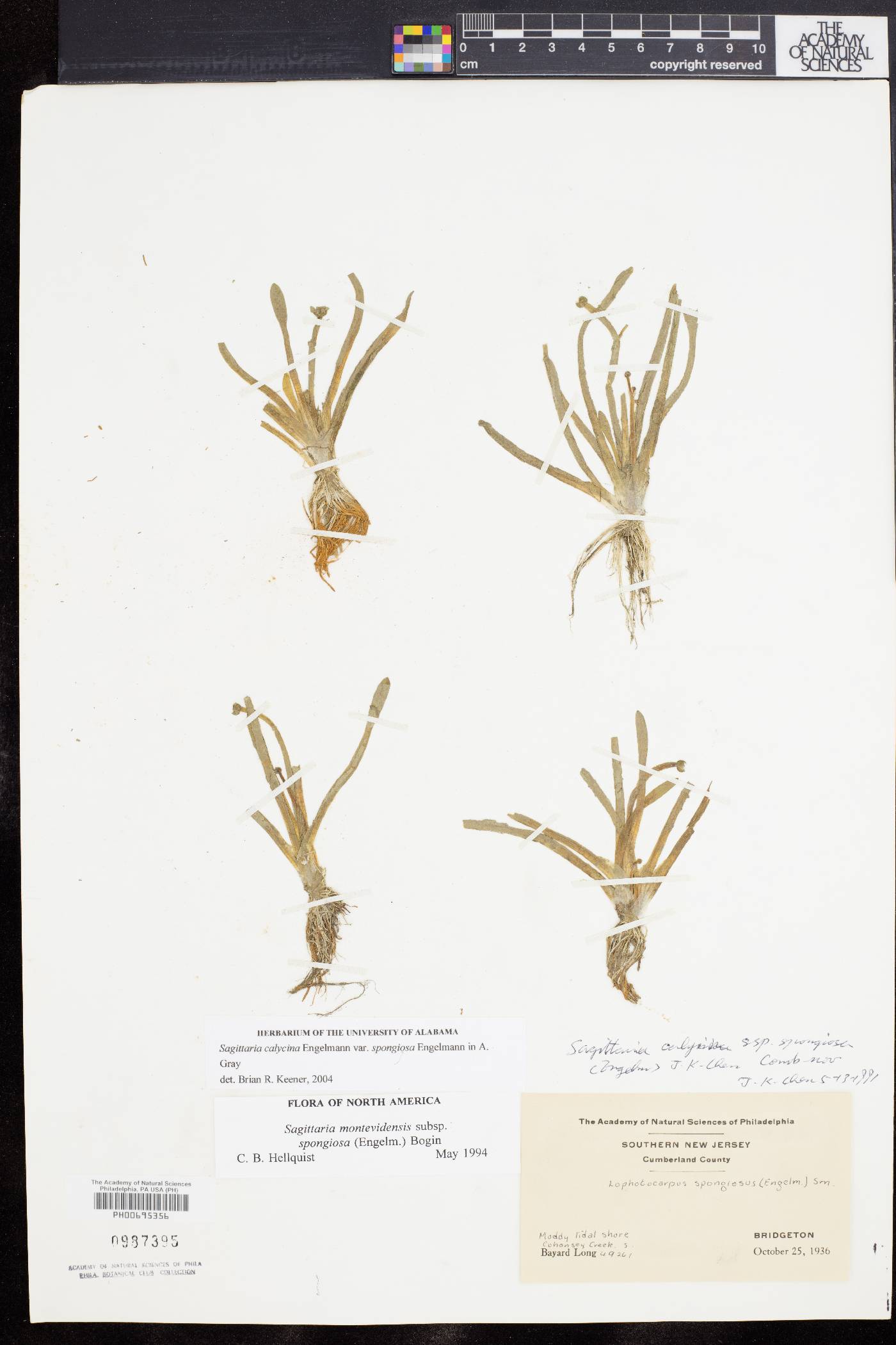 Sagittaria montevidensis subsp. spongiosa image