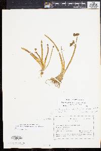 Sagittaria montevidensis subsp. spongiosa image