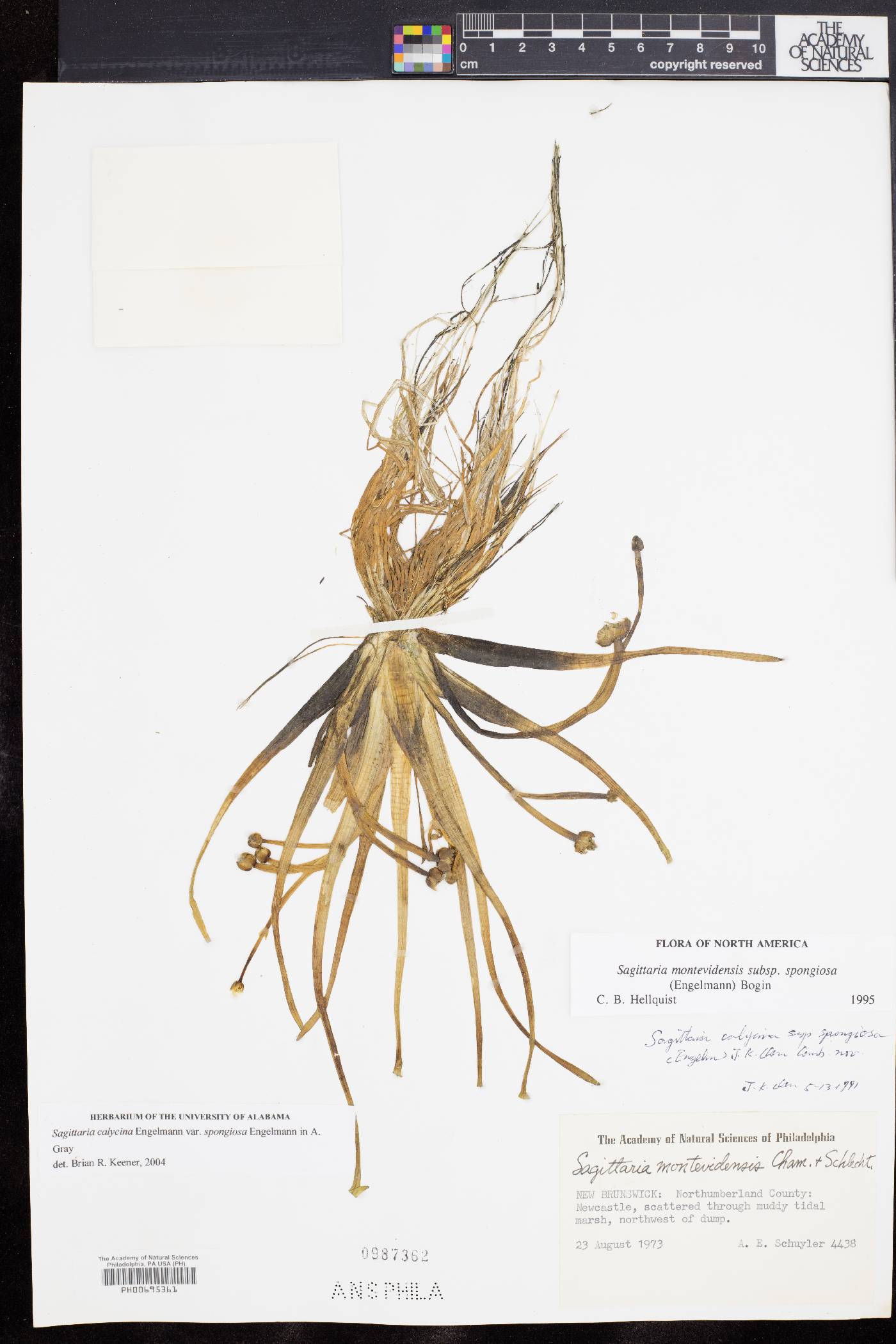 Sagittaria montevidensis subsp. spongiosa image