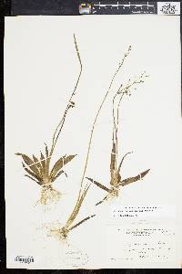 Sagittaria graminea image