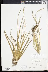 Sagittaria graminea image