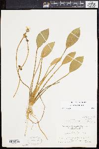 Sagittaria rigida image