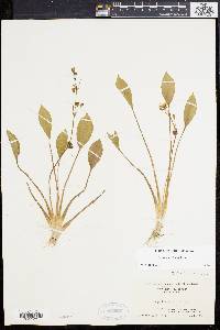 Sagittaria rigida image