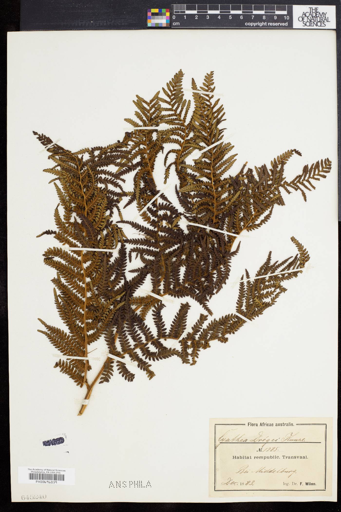 Cyathea dregei image