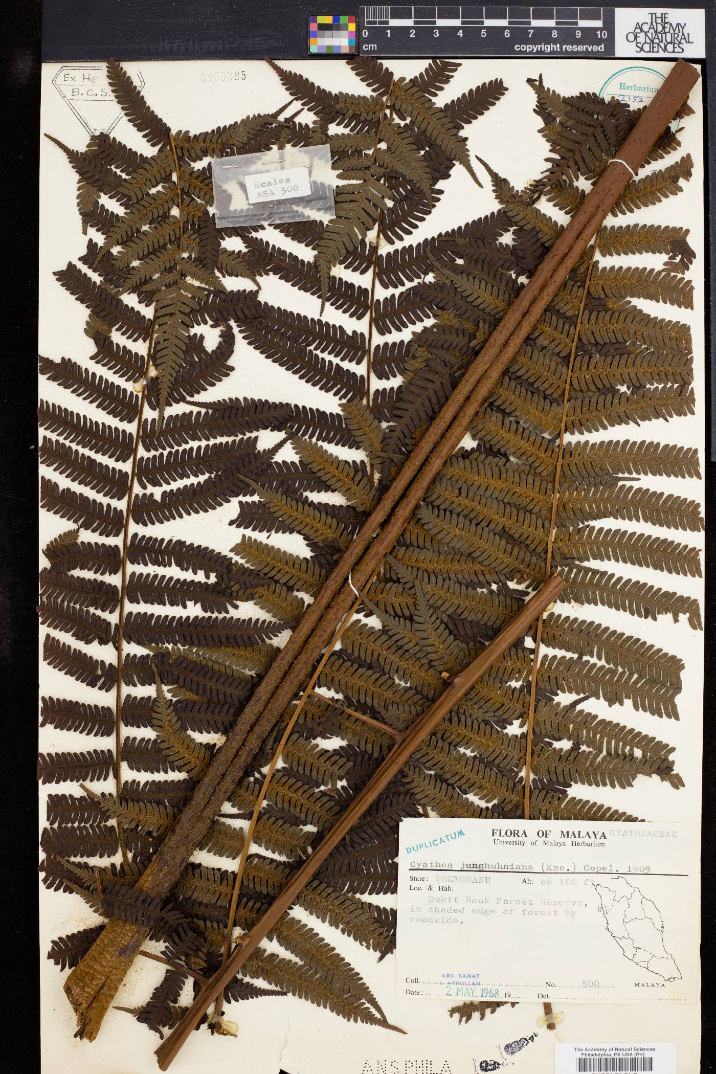 Cyathea junghuhniana image