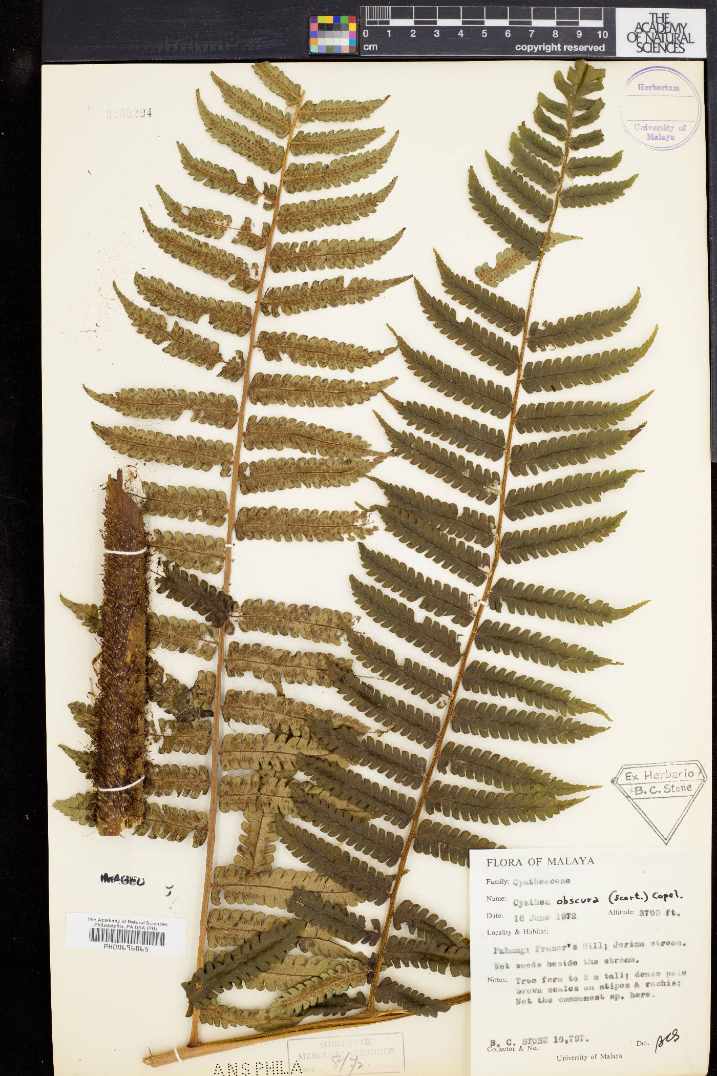 Cyathea obscura image