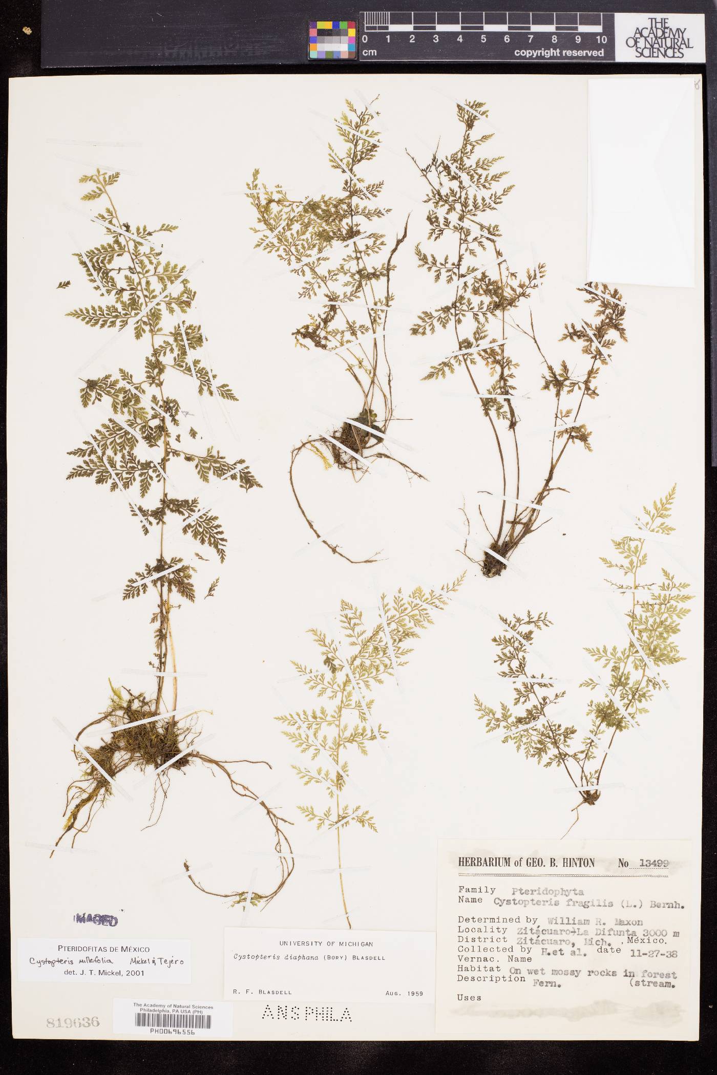 Cystopteris millefolia image