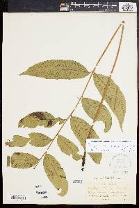 Diplazium roemerianum image