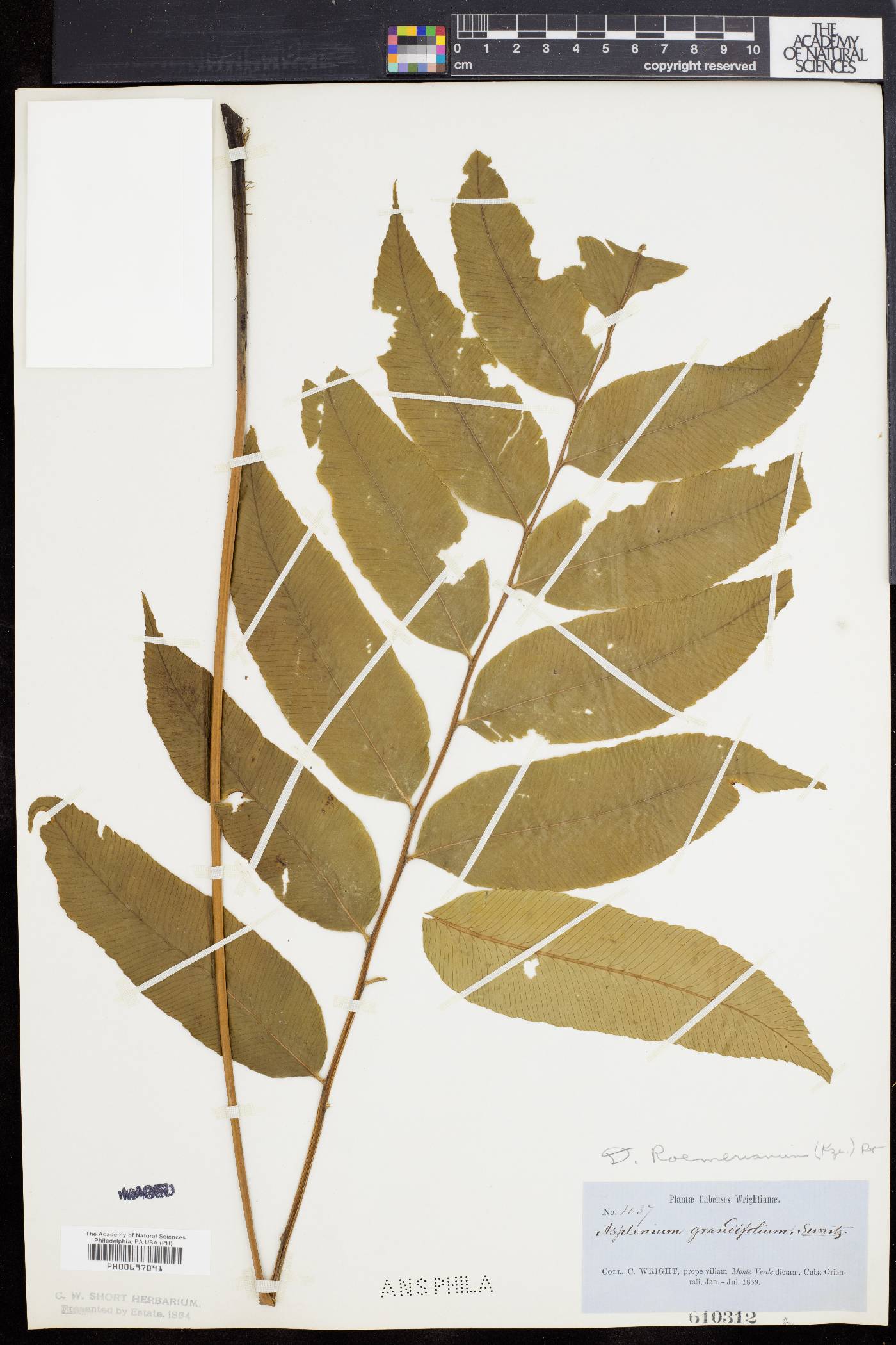 Diplazium roemerianum image