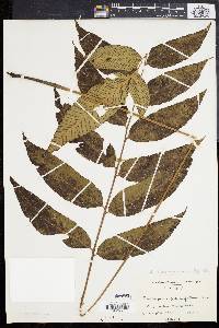 Diplazium roemerianum image