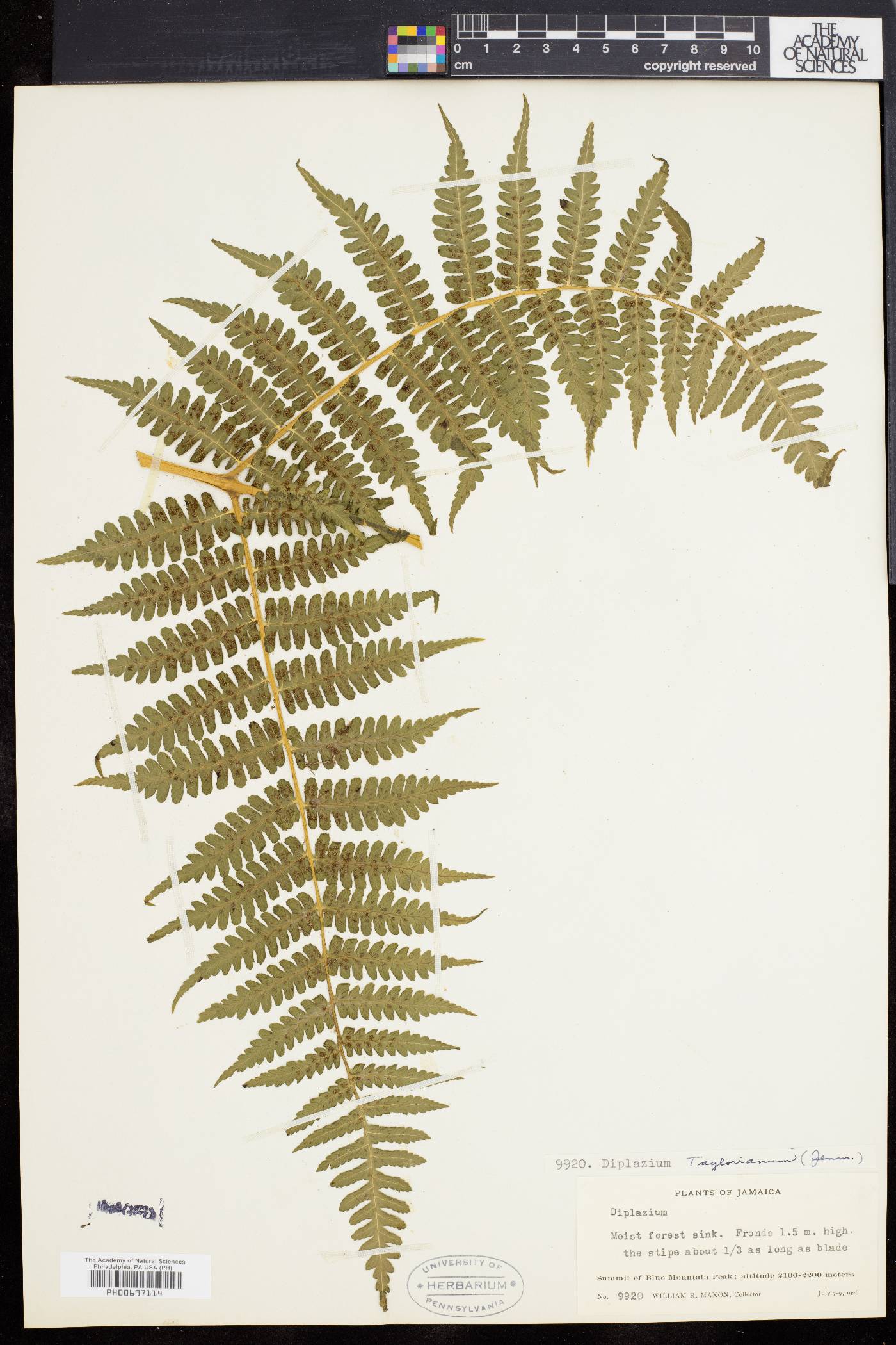 Diplazium taylorianum image