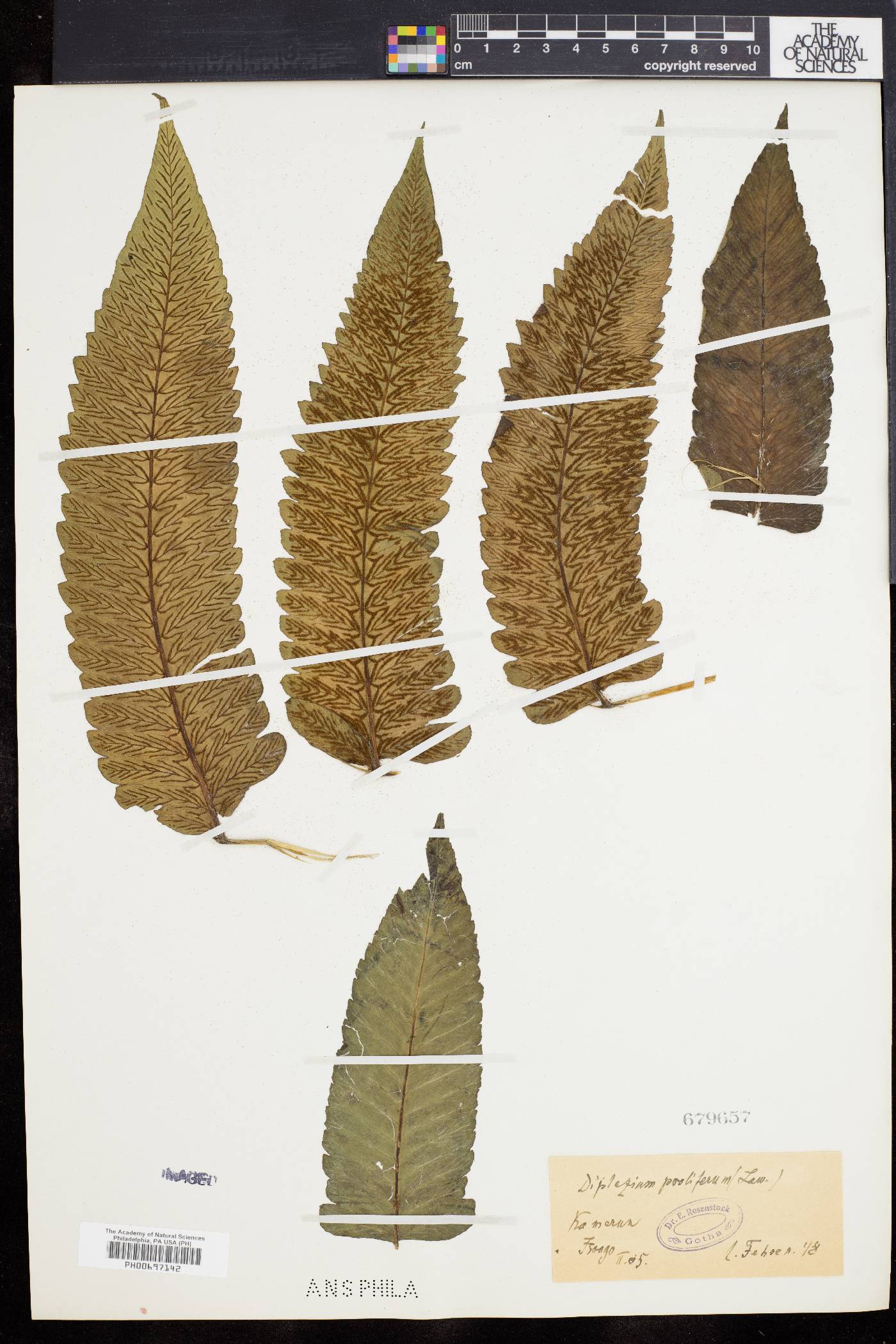 Diplazium proliferum image