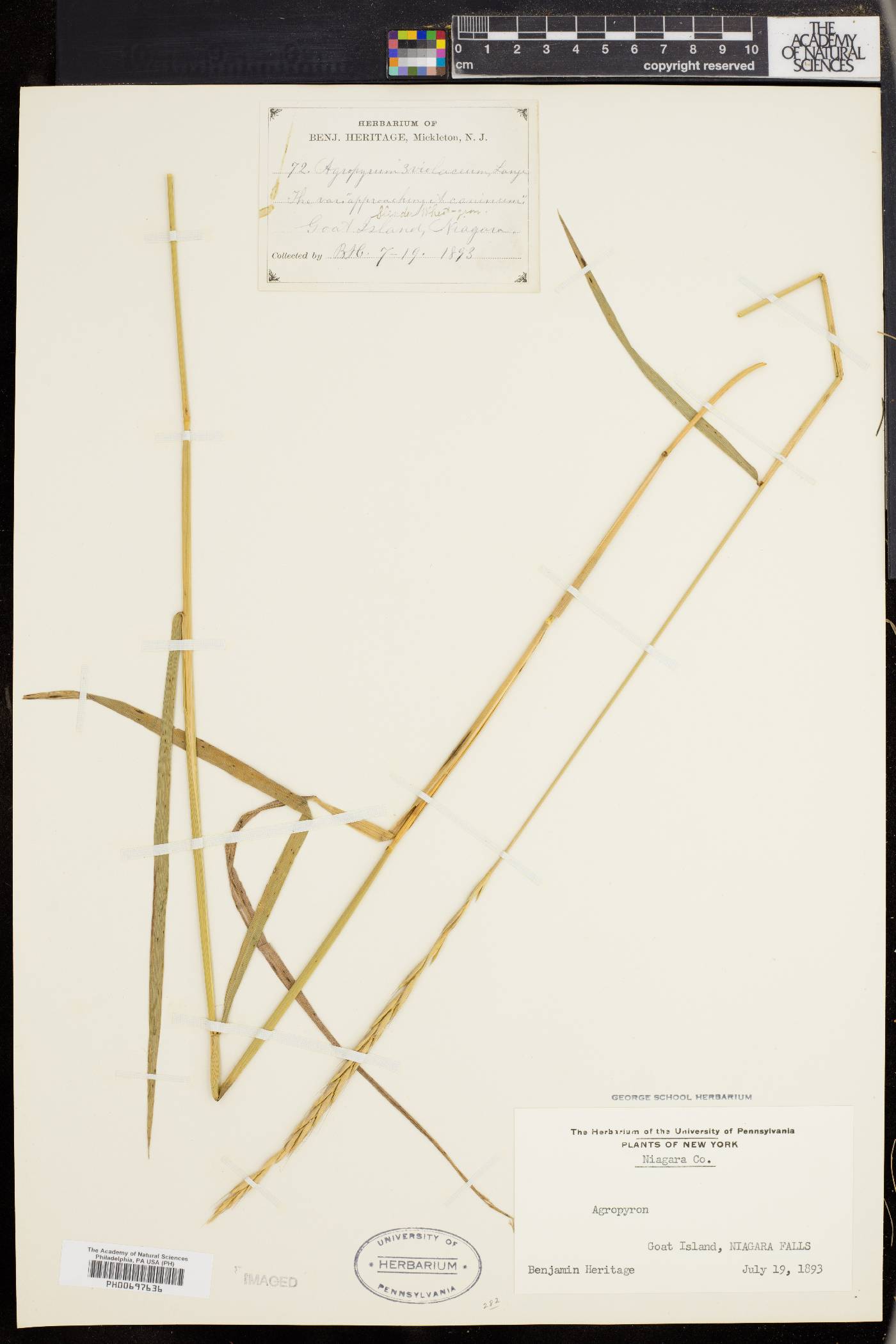 Elymus violaceus image