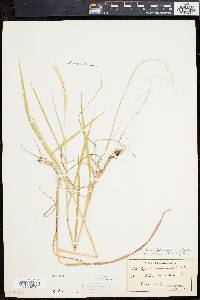 Elymus caninus image