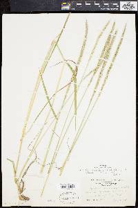 Elymus caninus image