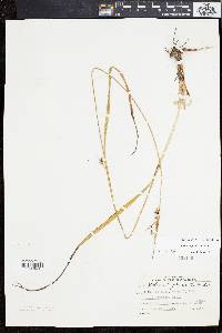 Scleria triglomerata image