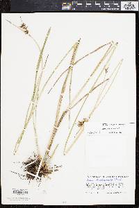 Scleria triglomerata image