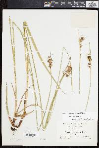 Scleria triglomerata image