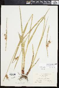 Scleria triglomerata image