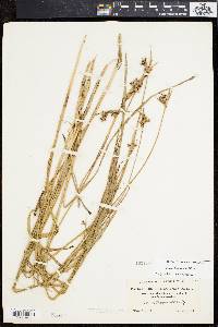 Scleria triglomerata image