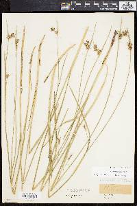 Scleria triglomerata image