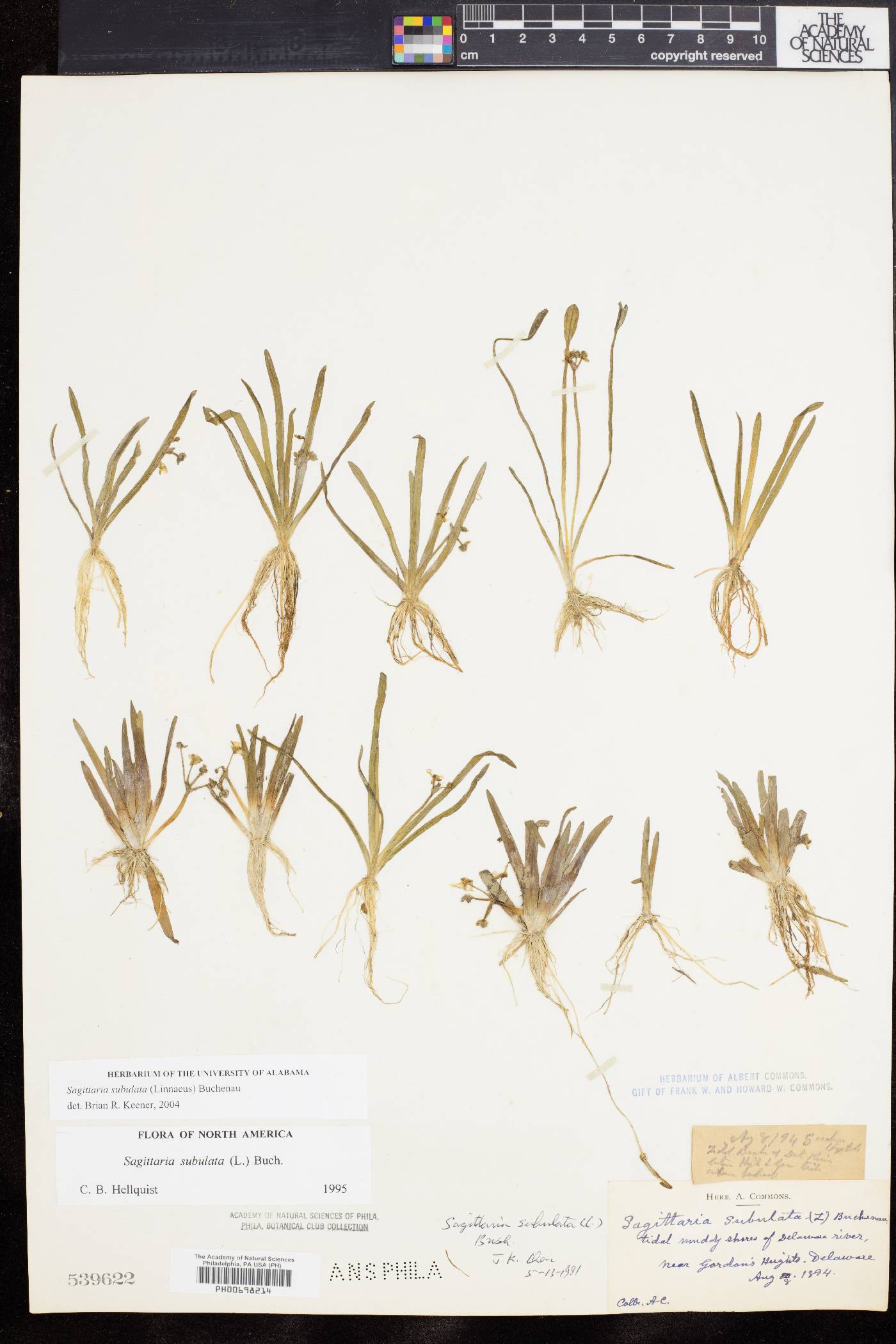 Sagittaria subulata image
