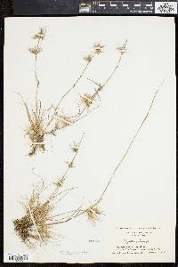 Agrostis canina image