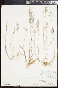 Agrostis canina image