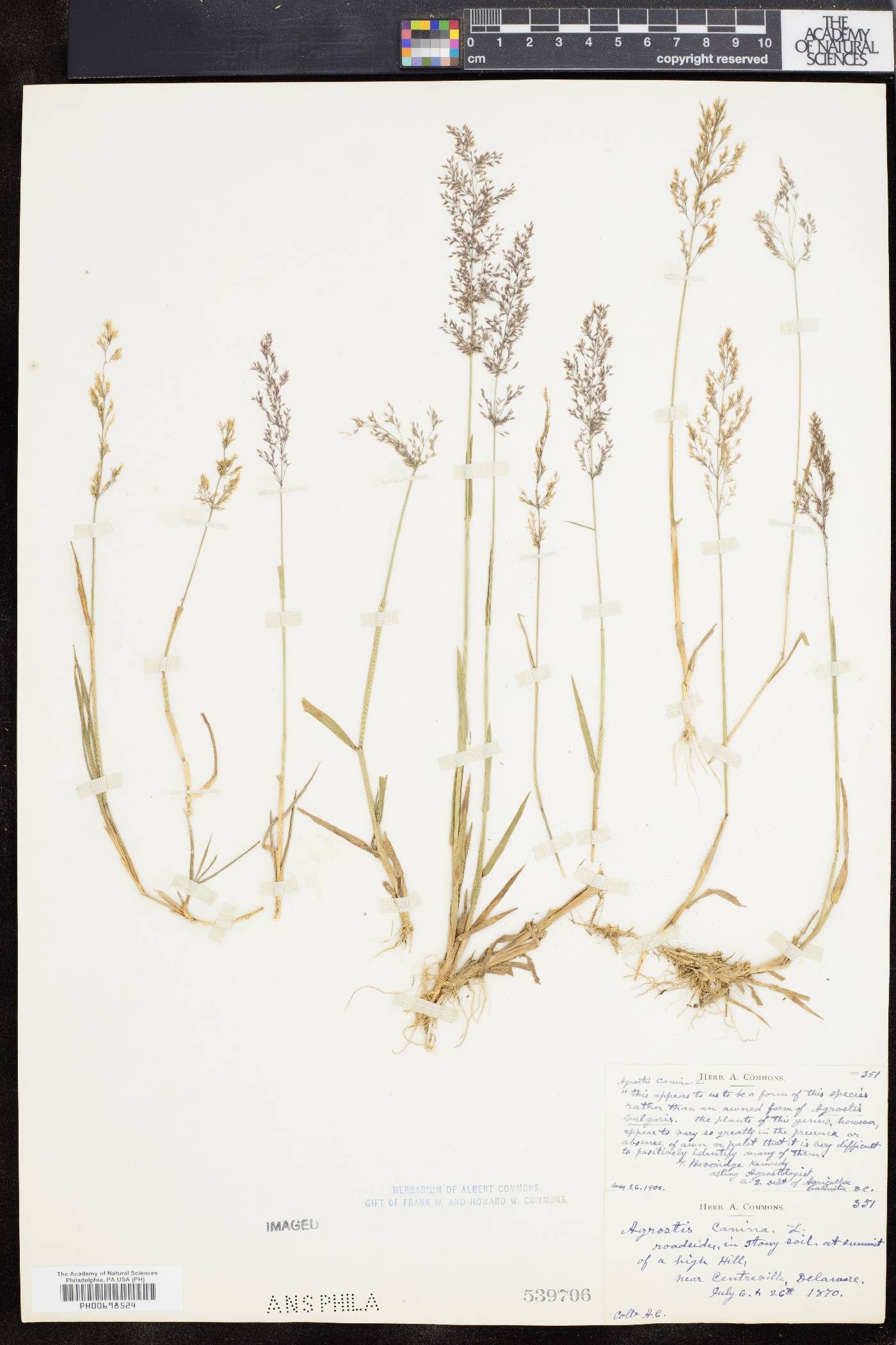 Agrostis canina image