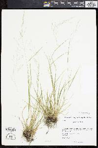 Agrostis capillaris image