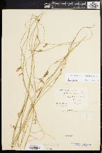 Scleria reticularis image