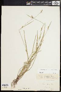 Scleria reticularis image