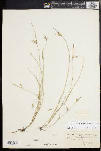 Scleria reticularis image