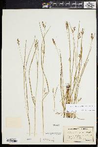 Scleria reticularis image