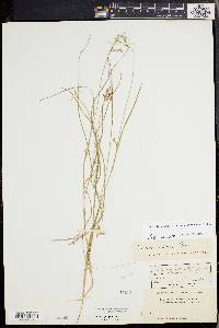 Scleria reticularis image