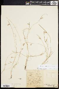 Scleria reticularis image