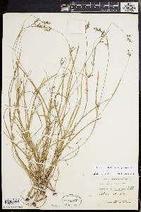 Scleria reticularis image