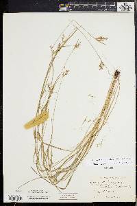 Scleria reticularis image