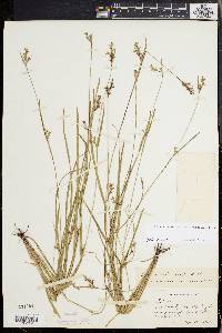 Scleria reticularis image