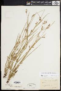 Scleria reticularis image