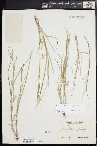 Scleria reticularis image