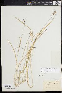 Scleria reticularis image