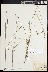 Scleria reticularis image