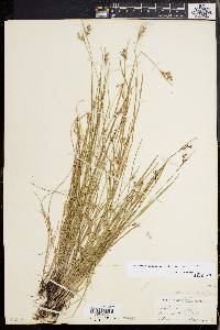 Scleria reticularis image