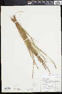 Scleria verticillata image