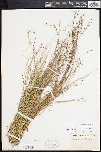 Scleria verticillata image