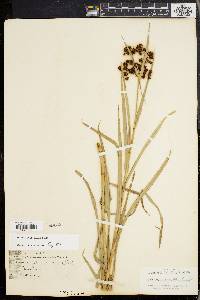 Scirpus polyphyllus image