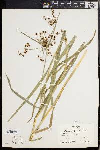 Scirpus polyphyllus image