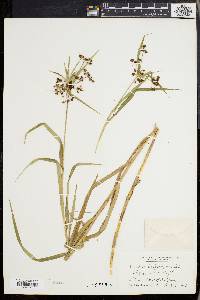 Scirpus polyphyllus image