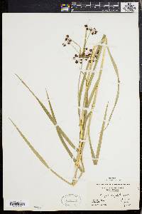 Scirpus polyphyllus image